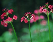 粉嫩粉嫩的野花图片大全