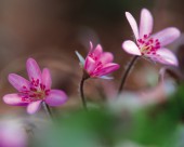 粉嫩粉嫩的野花图片大全