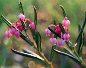 粉嫩粉嫩的野花图片大全