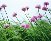 粉嫩粉嫩的野花图片大全