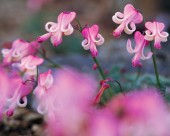 粉嫩粉嫩的野花图片大全