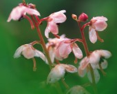 粉嫩粉嫩的野花图片大全