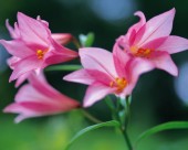 粉嫩粉嫩的野花图片大全