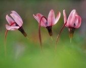 粉嫩粉嫩的野花图片大全