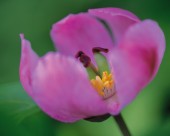 粉嫩粉嫩的野花图片大全