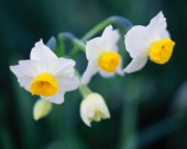 美丽的白色野花图片大全