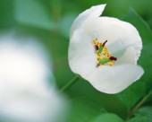 美丽的白色野花图片大全