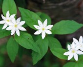 美丽的白色野花图片大全