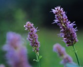 迷人的紫色野花图片