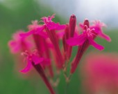 各种各样的野花特写图片大全