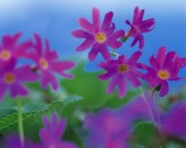 各种各样的野花特写图片大全