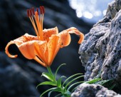 各种各样的野花特写图片大全