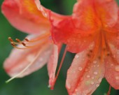 各种各样的野花特写图片大全