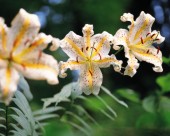 各种各样的野花特写图片大全