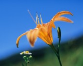 各种各样的野花特写图片大全