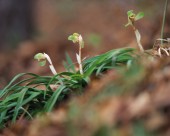 各种各样的野花特写图片大全