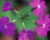 各种各样的野花特写图片大全