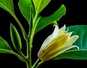 著名的观赏花卉黄兰图片大全