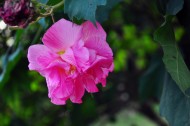 粉色木芙蓉图片