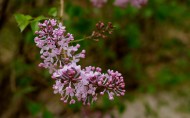 唯美的丁香花图片