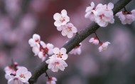 梅花盛开的图片大全