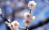 梅花盛开的图片大全