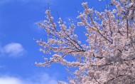 梅花盛开的图片大全