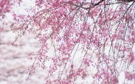 梅花盛开的图片大全