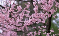 梅花盛开的图片大全
