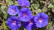 清新的牵牛花图片大全