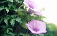 清新的牵牛花图片大全
