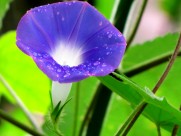 清新的牵牛花图片大全