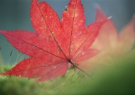 如花的红色枫叶图片大全