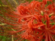 红色唯美彼岸花图片大全