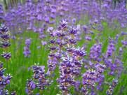 紫色薰衣草图片