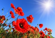 娇艳诱人的罂粟花图片大全