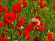 娇艳诱人的罂粟花图片大全