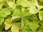 碧绿的四叶草图片