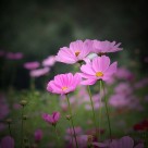 粉色波斯菊图片