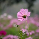 粉色波斯菊图片