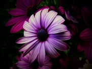 红色野菊花图片