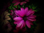 红色野菊花图片