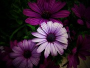 红色野菊花图片