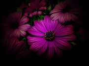 红色野菊花图片