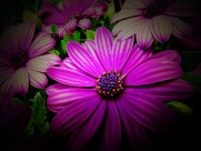 红色野菊花图片