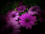 红色野菊花图片