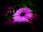 红色野菊花图片