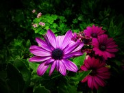 红色野菊花图片