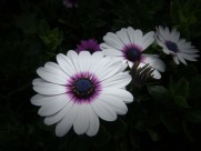 红色野菊花图片