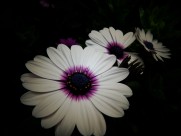 红色野菊花图片